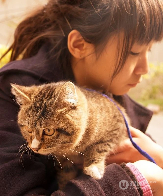 猫咪图片-可爱萌宠猫咪与可爱女生 第3张