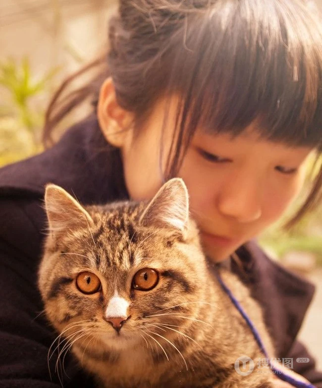 猫咪图片-可爱萌宠猫咪与可爱女生 第4张