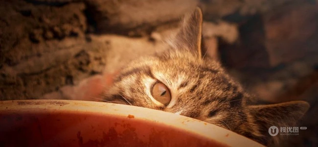 猫咪图片-可爱萌宠猫咪与可爱女生 第6张
