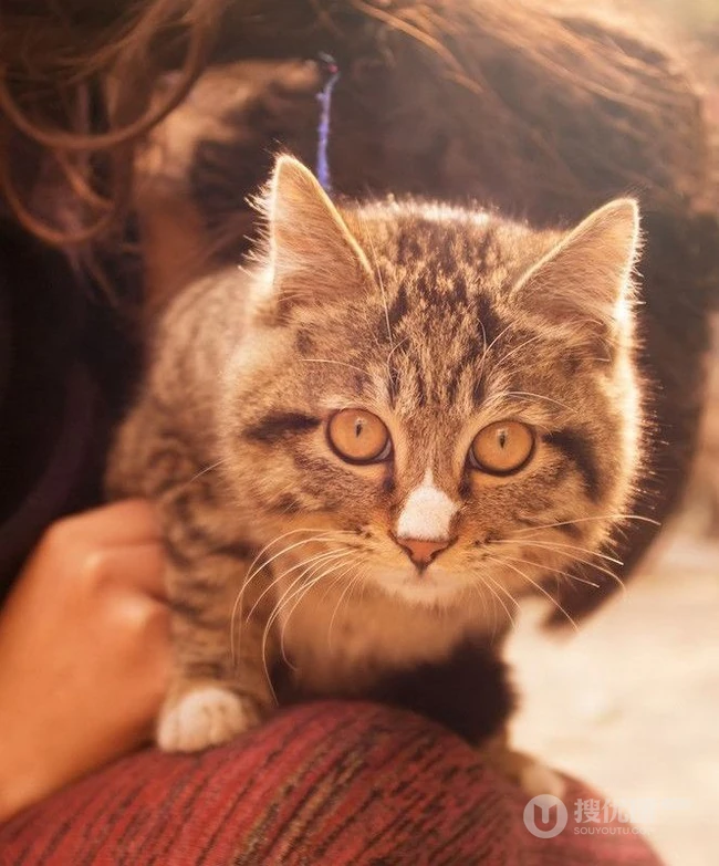 猫咪图片-可爱萌宠猫咪与可爱女生 第1张