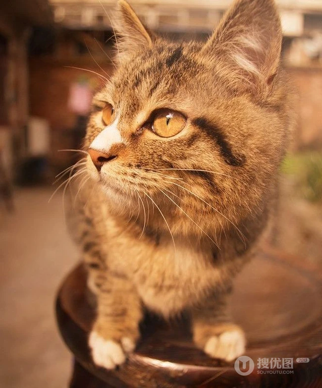 猫咪图片-可爱萌宠猫咪与可爱女生 第5张