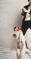 韩栋图片-韩栋先森的名犬实拍写真