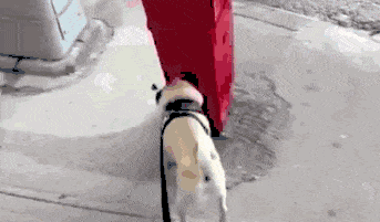 狗狗撒尿神技