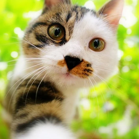 森系高贵冷艳的喵小姐-可爱猫猫清新图片