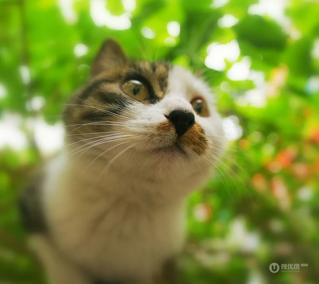 森系高贵冷艳的喵小姐-可爱猫猫清新图片 第7张
