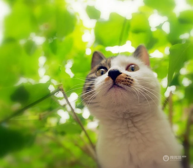 森系高贵冷艳的喵小姐-可爱猫猫清新图片 第8张