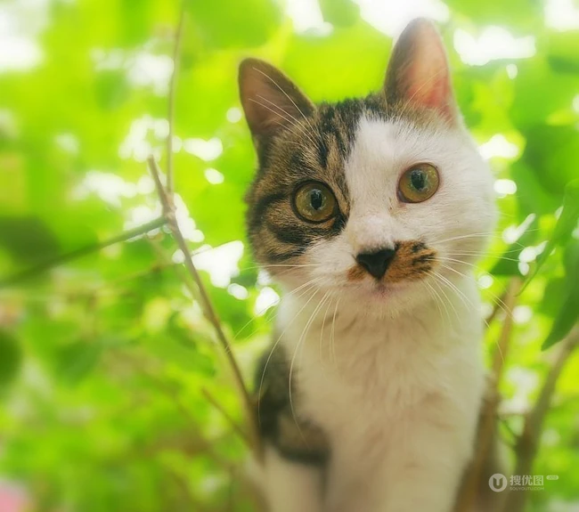 森系高贵冷艳的喵小姐-可爱猫猫清新图片 第10张