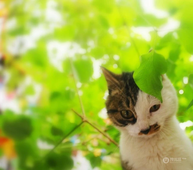 森系高贵冷艳的喵小姐-可爱猫猫清新图片 第2张