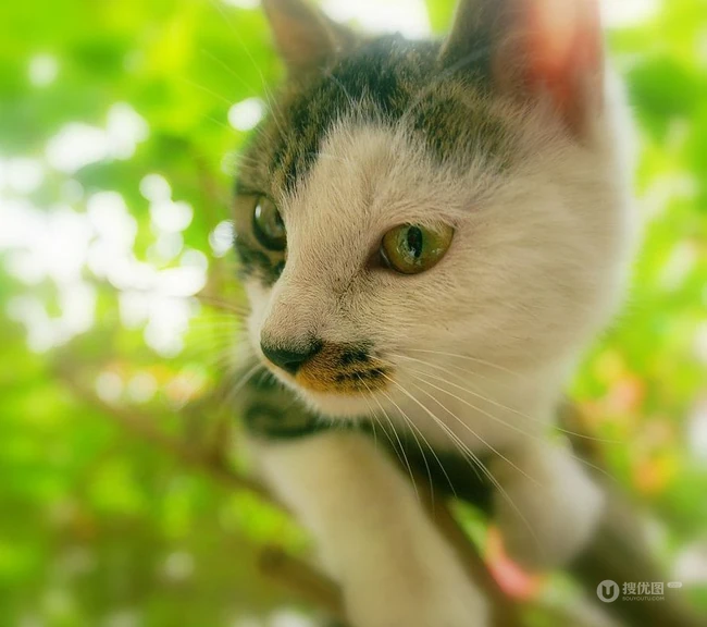 森系高贵冷艳的喵小姐-可爱猫猫清新图片 第3张