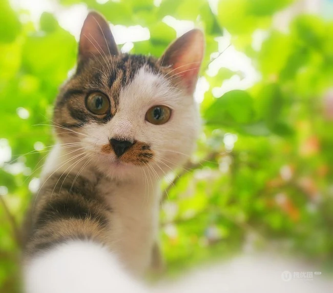 森系高贵冷艳的喵小姐-可爱猫猫清新图片 第5张