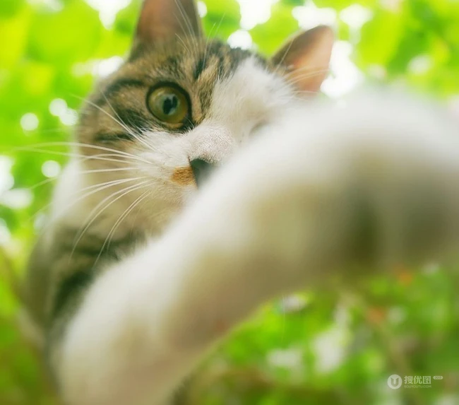 森系高贵冷艳的喵小姐-可爱猫猫清新图片 第9张
