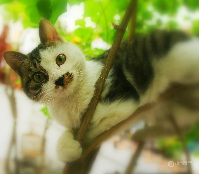 森系高贵冷艳的喵小姐-可爱猫猫清新图片 第6张