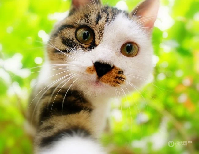 森系高贵冷艳的喵小姐-可爱猫猫清新图片 第1张