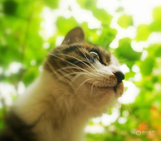 森系高贵冷艳的喵小姐-可爱猫猫清新图片 第4张