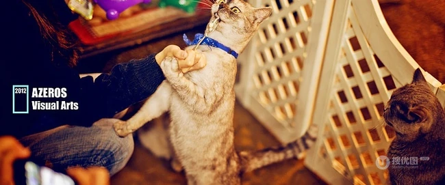 萌猫囧态可爱大图-囧囧惹人爱(20P) 第5张