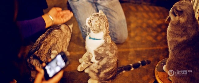 萌猫囧态可爱大图-囧囧惹人爱(20P) 第10张