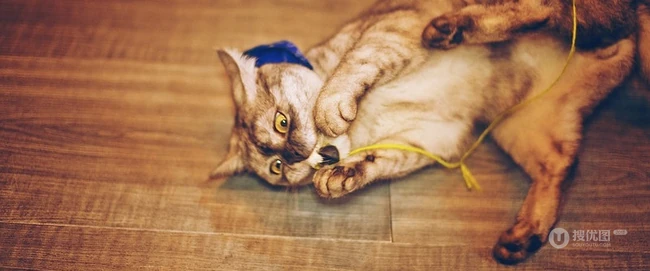 萌猫囧态可爱大图-囧囧惹人爱(20P) 第8张