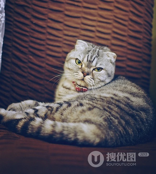 萌猫囧态可爱大图-囧囧惹人爱(20P) 第16张