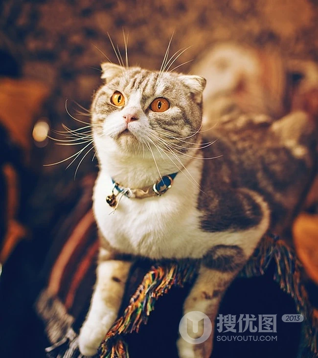 萌猫囧态可爱大图-囧囧惹人爱(20P) 第13张