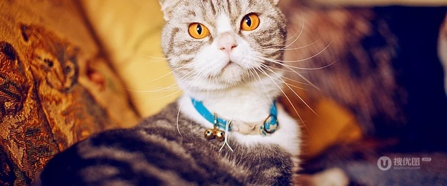萌猫囧态可爱大图-囧囧惹人爱(20P) 第2张