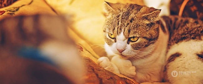 萌猫囧态可爱大图-囧囧惹人爱(20P) 第6张