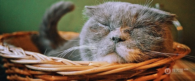 萌猫囧态可爱大图-囧囧惹人爱(20P) 第4张