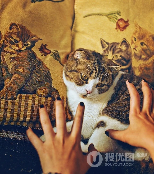 萌猫囧态可爱大图-囧囧惹人爱(20P) 第14张