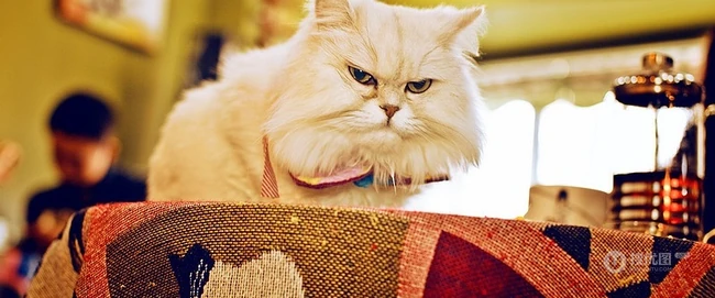 萌猫囧态可爱大图-囧囧惹人爱(20P) 第9张