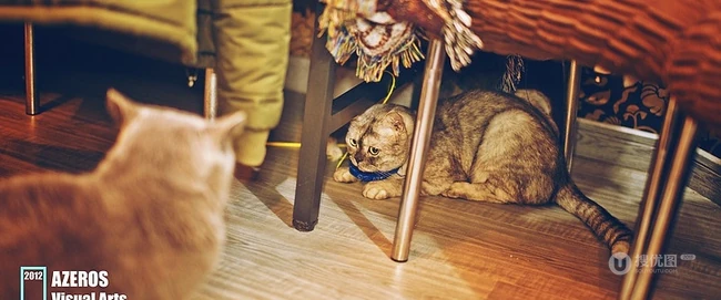 萌猫囧态可爱大图-囧囧惹人爱(20P) 第20张