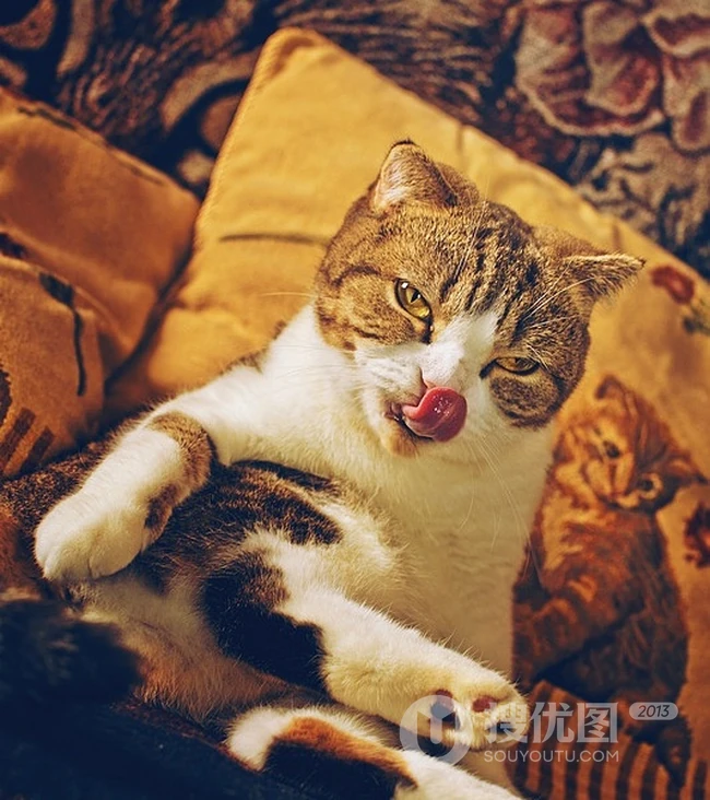 萌猫囧态可爱大图-囧囧惹人爱(20P) 第1张
