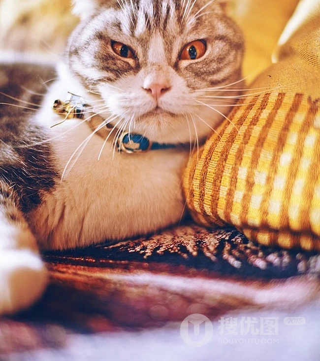萌猫囧态可爱大图-囧囧惹人爱(20P) 第11张