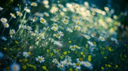 &rdquo;雏菊&ldquo;花语浪漫桌面壁纸