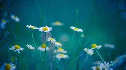 &rdquo;雏菊&ldquo;花语浪漫桌面壁纸