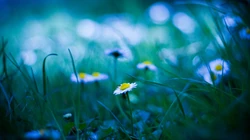 &rdquo;雏菊&ldquo;花语浪漫桌面壁纸