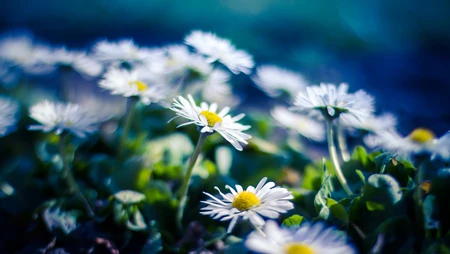 &rdquo;雏菊&ldquo;花语浪漫桌面壁纸