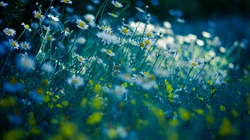 &rdquo;雏菊&ldquo;花语浪漫桌面壁纸