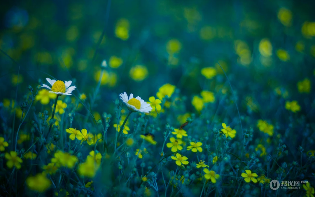 &rdquo;雏菊&ldquo;花语浪漫桌面壁纸