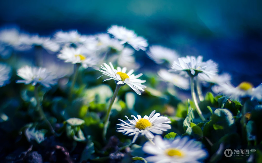 &rdquo;雏菊&ldquo;花语浪漫桌面壁纸