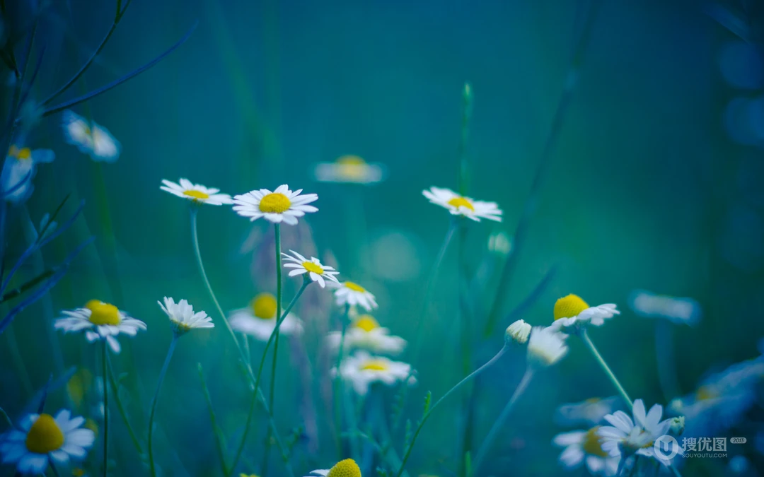 &rdquo;雏菊&ldquo;花语浪漫桌面壁纸