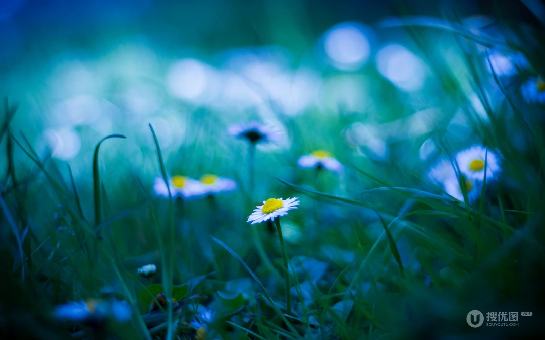 &rdquo;雏菊&ldquo;花语浪漫桌面壁纸