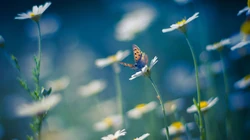 &rdquo;雏菊&ldquo;花语浪漫桌面壁纸