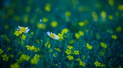&rdquo;雏菊&ldquo;花语浪漫桌面壁纸