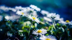 &rdquo;雏菊&ldquo;花语浪漫桌面壁纸