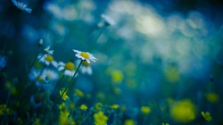 &rdquo;雏菊&ldquo;花语浪漫桌面壁纸