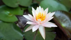 荷花电脑壁纸下载