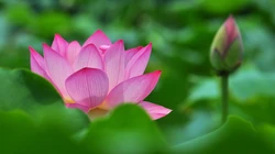 荷花电脑壁纸下载