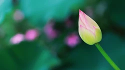 荷花电脑壁纸下载