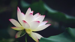 荷花电脑壁纸下载