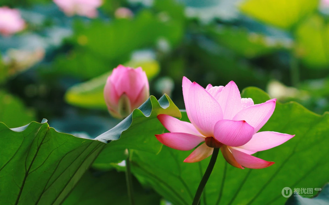 荷花电脑壁纸下载
