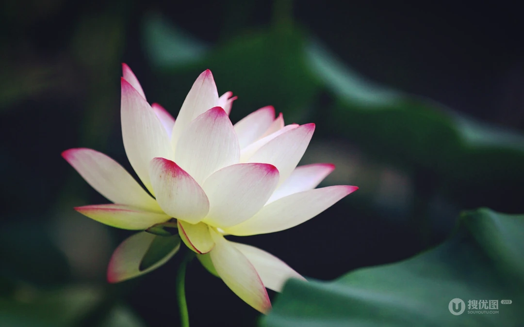 荷花电脑壁纸下载